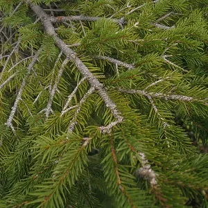 Хвойные опилки оптом в Краснодаре купить - оперативная доставка по всей России