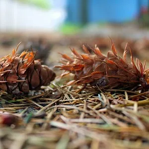 Хвойные опилки оптом в Краснодаре от завода-производителя Лигнум Ресурс