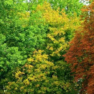 Лиственные опилки оптом в Краснодаре купить - оперативная доставка по всей России