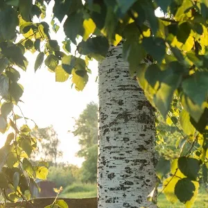 Опилки березовые оптом в Краснодаре купить - оперативная доставка по всей России
