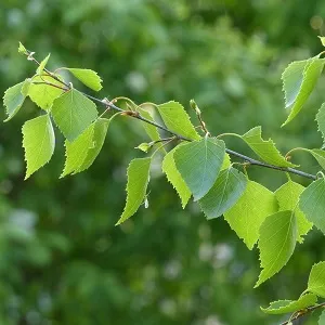 Опилки березовые оптом в Краснодаре от завода-производителя Лигнум Ресурс