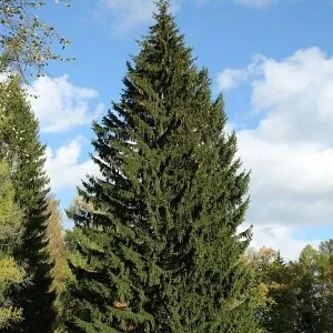 Еловые опилки оптом в Краснодаре купить - оперативная доставка по всей России