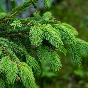 Еловые опилки оптом в Краснодаре от завода-производителя Лигнум Ресурс