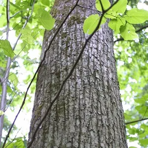 Опилки липовые оптом в Краснодаре купить - оперативная доставка по всей России