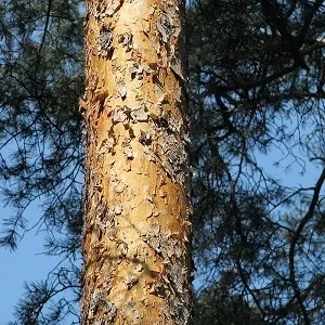 Сосновые опилки оптом в Краснодаре купить - оперативная доставка по всей России