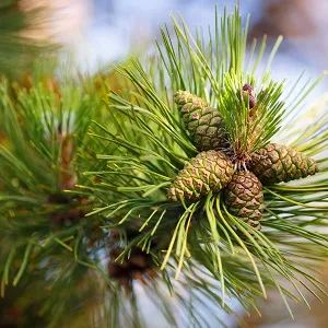 Сосновые опилки оптом в Краснодаре от завода-производителя Лигнум Ресурс