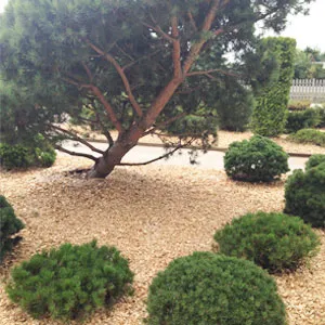 Хвойная щепа оптом в Краснодаре купить - оперативная доставка по всей России